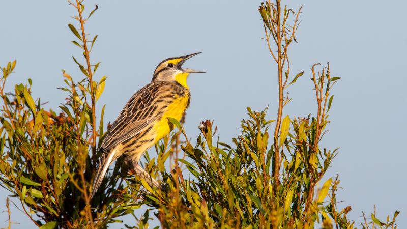 Birding at Kissimmee