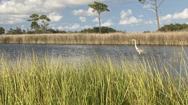 A vista in Big Lagoon State Park. 