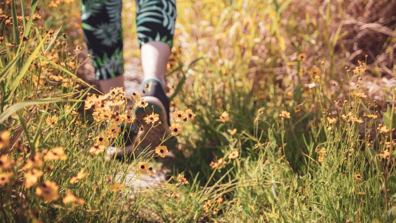 A person walks on a trail surrounded by yellow wildflowers at Myakka River State Park.