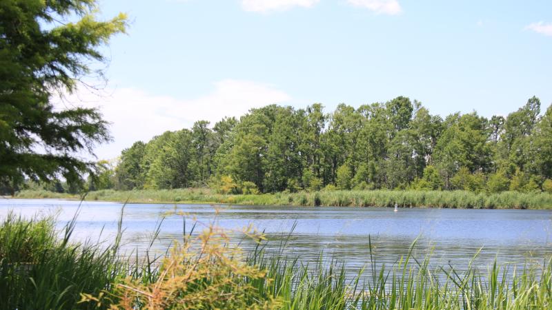 A view of lake seminole and the vegetation around it.