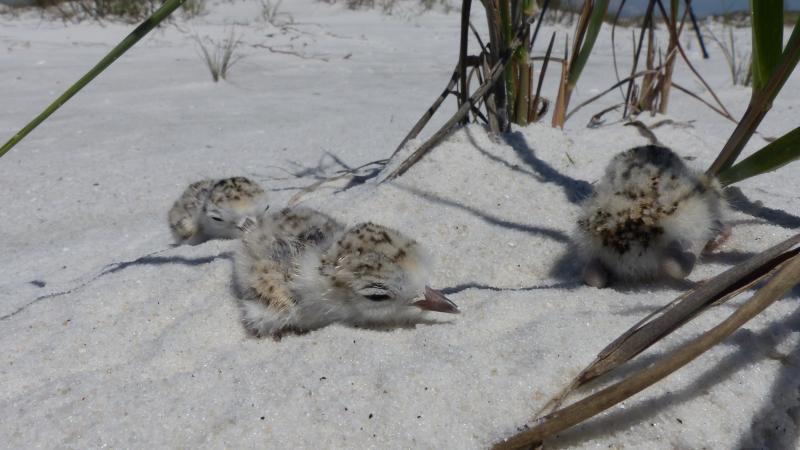 Friends of Grayton Beach State Park and Deer Lake State Parks