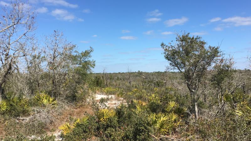 Scrub habitat at Catfish Creek