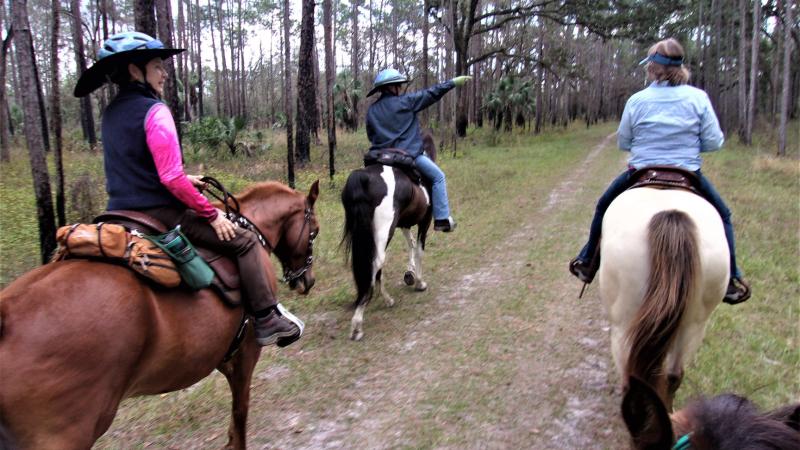 Equestrian Colt Creek