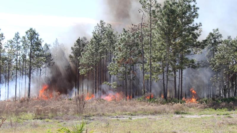 Prescribed fire at Colt Creek flatwoods
