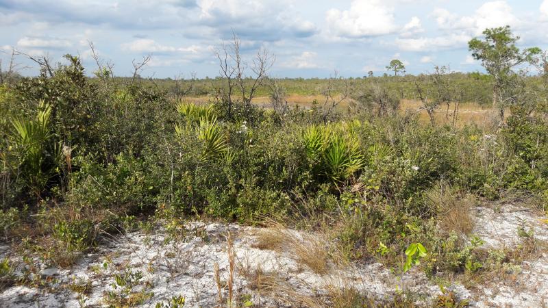 Scrub along one of the ridges at Allen David Broussard Catfish Creek Preserve State Park