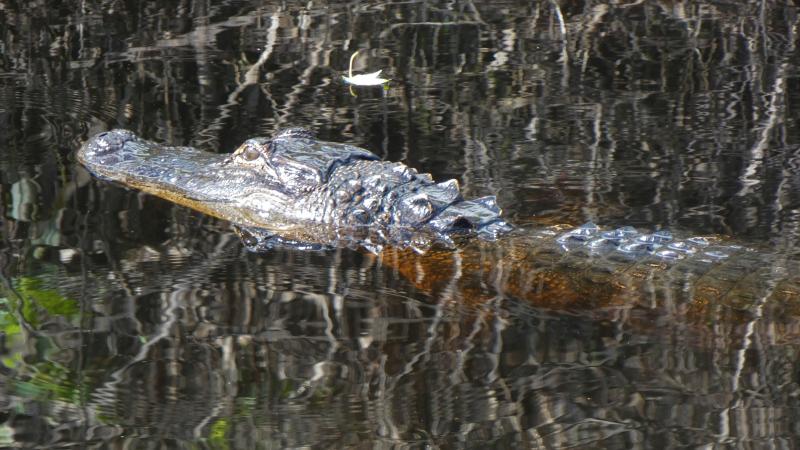 An American alligator floats on the South Fork of the St. Lucie River. 