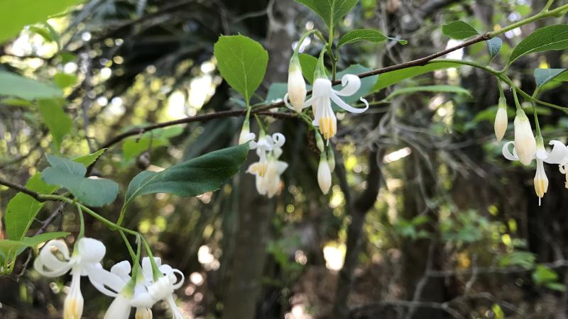 A close up view of the American Snowbell flower.