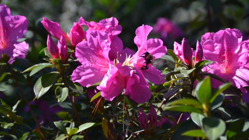 Pink flowers with green leaves. 