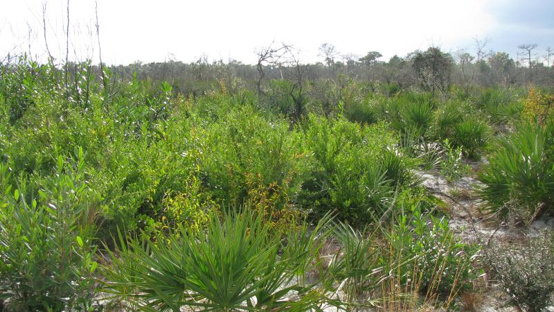 A view of the scrub land at South Fork.