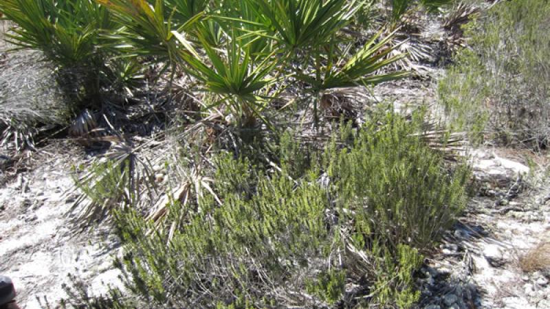 A view of a rosemary scrub bush.