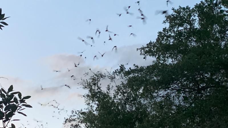 Bats at Fort Cooper State Park