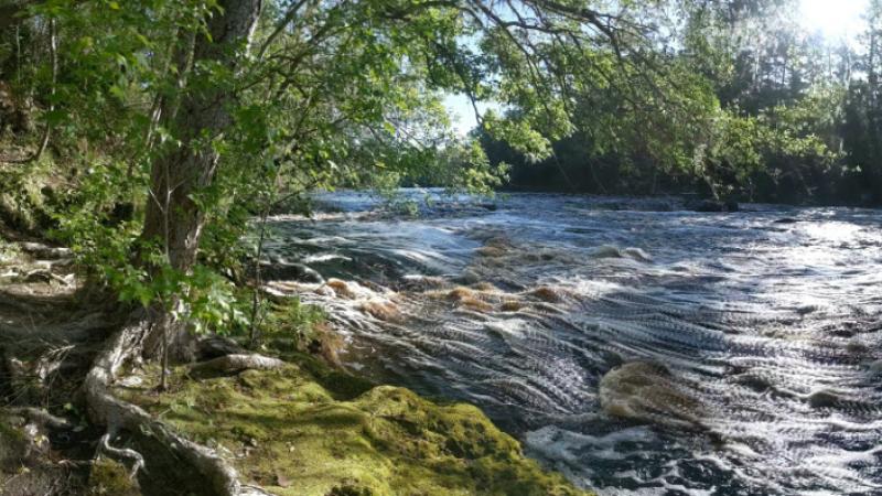 a tree on the bank of a whitewater river