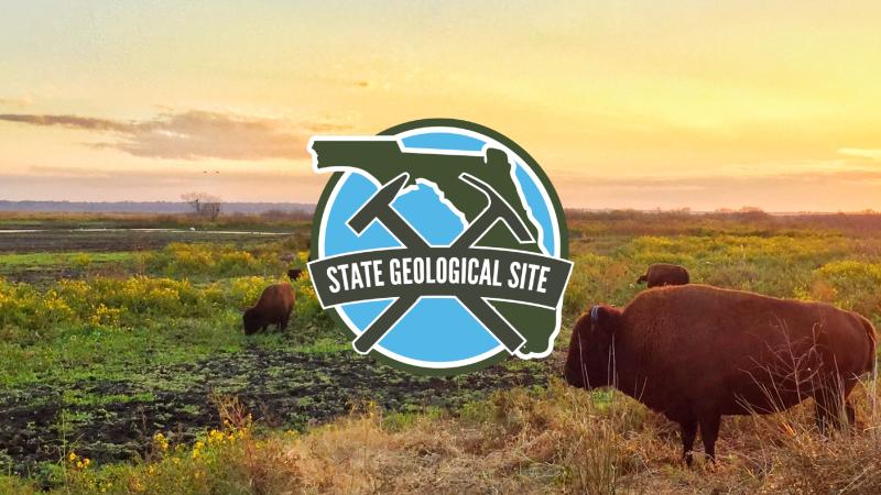 Bison graze at Paynes Prairie Preserve State Park