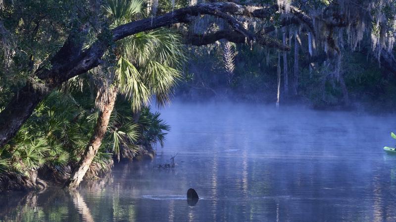 A lone kayaker paddling along a misty spring run. A manatee tail can be seen in the foreground.