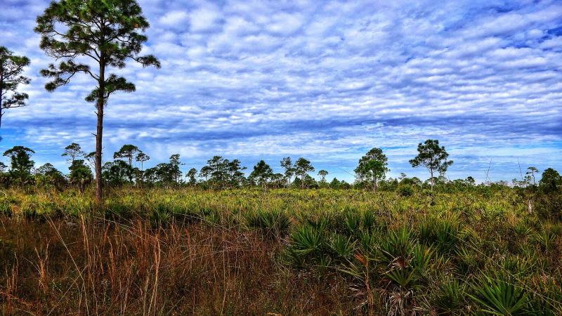 Estero Bay Preserve State Park Broadway West Access Pine Flatwood