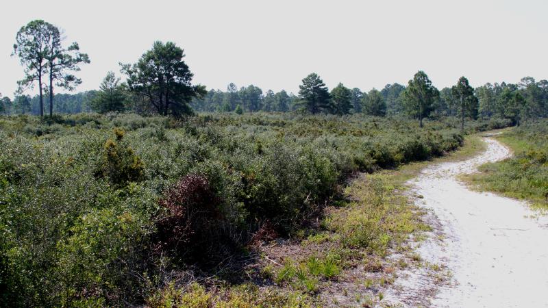 Cedar Key Scrub