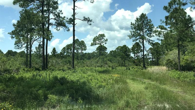 Pine tree and trail with blue sky at Cedar Key Reserve