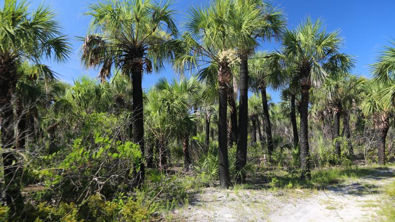 A view of the dense foliage at caladesi island.