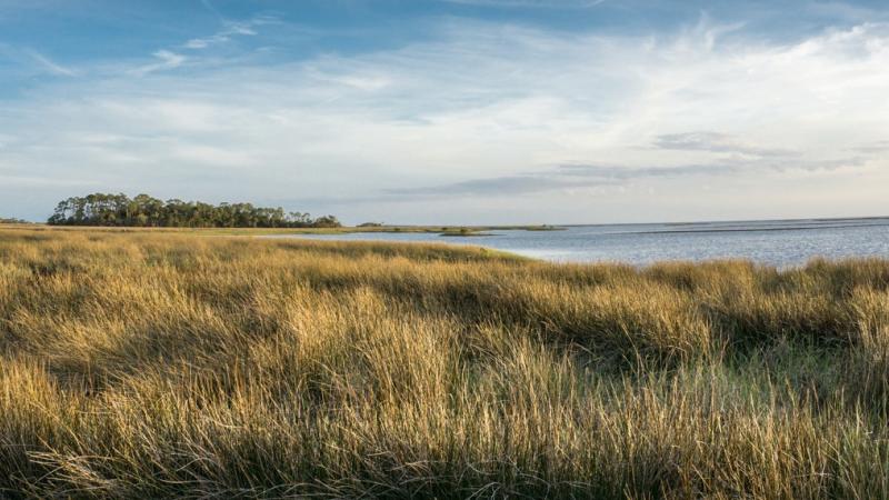 Light brown marsh grasses with a blue sky above. 