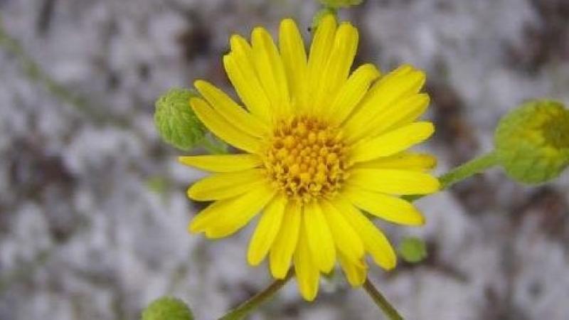 A view of a Florida golden aster.