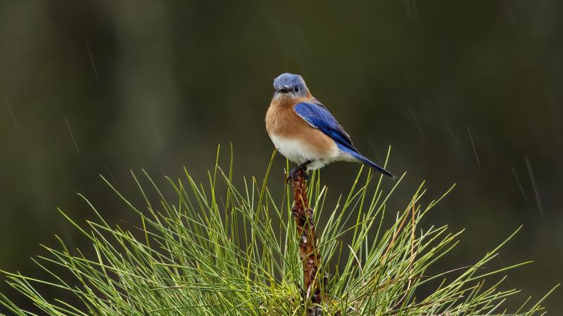 A chubby blue bird sitting on a cluster of pine needles in light rain. 