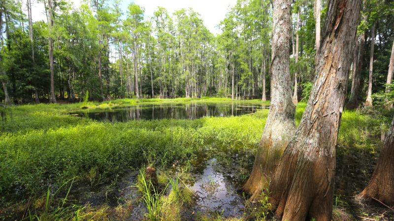 Swampy area at Colt Creek