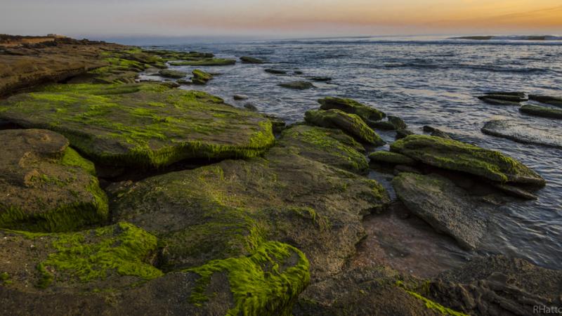 coquina rocks covered with algae along the shoreline 