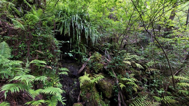 a view of the greenery on a hillside.