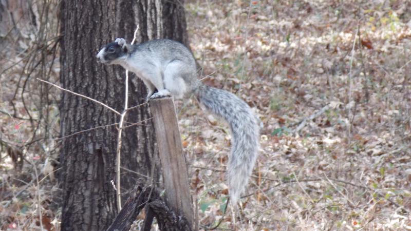 A view of a Sherman's Fox Squirrel perched on a fence post.