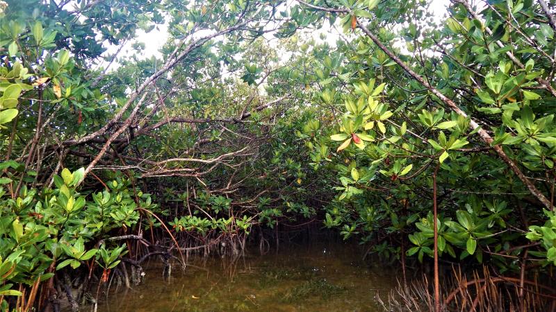 Mangroves at Long Key State Park.