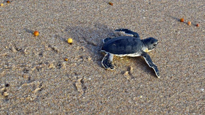 Green sea turtle hatchling heading to sea