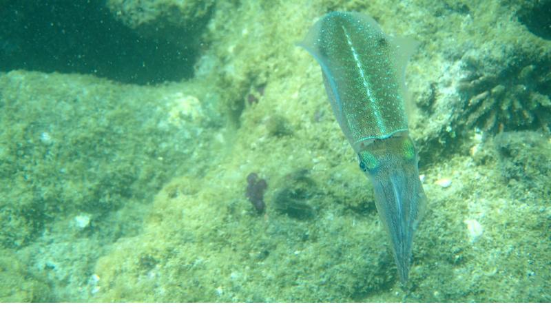 Diving and Snorkeling