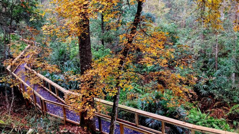 Boardwalk at Mike Roess Gold Head Branch State Park.