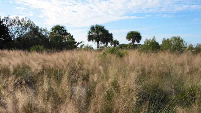 A view of the field at Don Pedro