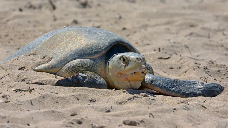 A sea turtle nesting on the beach