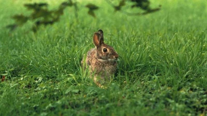 wildlife, animals, bunnie