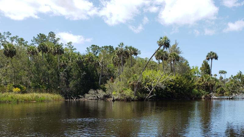 Dark tannin water river banked by palms, pines, and cedars. 