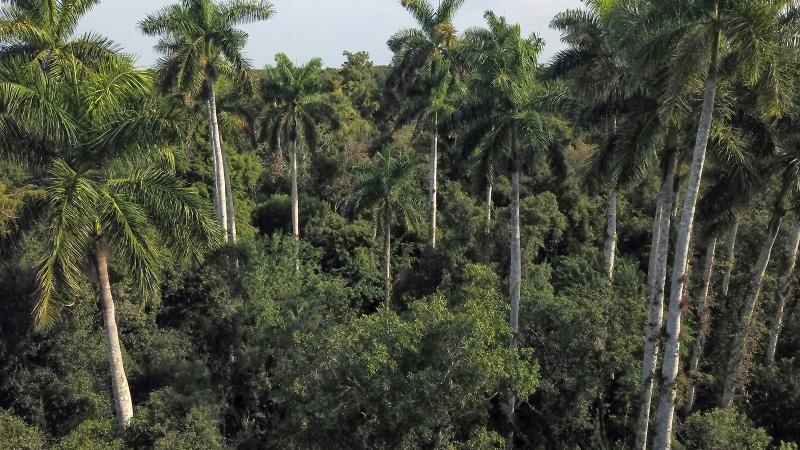 An aerial view of the trees at Fakahatchee Strand Preserve State Park.