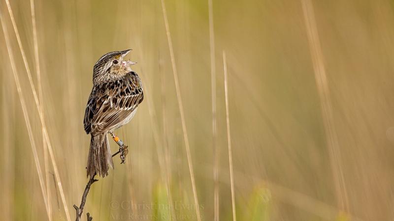 Florida Grasshopper Sparrow singing while perched on a stick