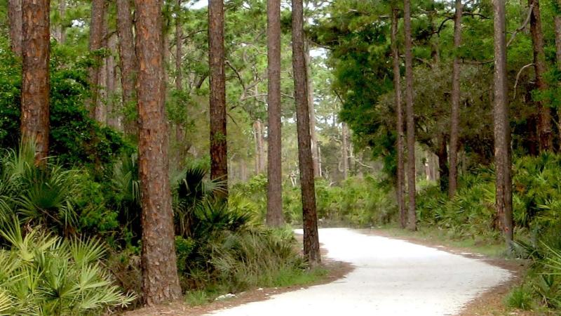 White sandy hiking trail through pine trees