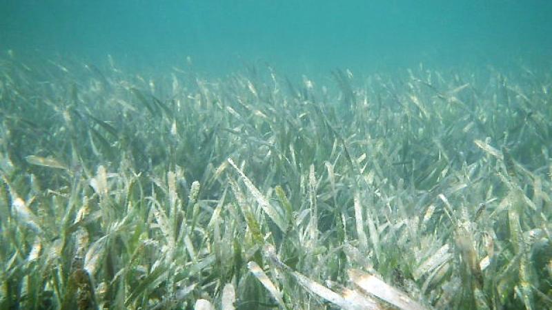 Field of turtle grass.