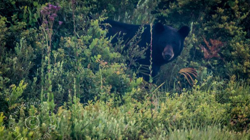 Black Bear on the Pine Island Trail