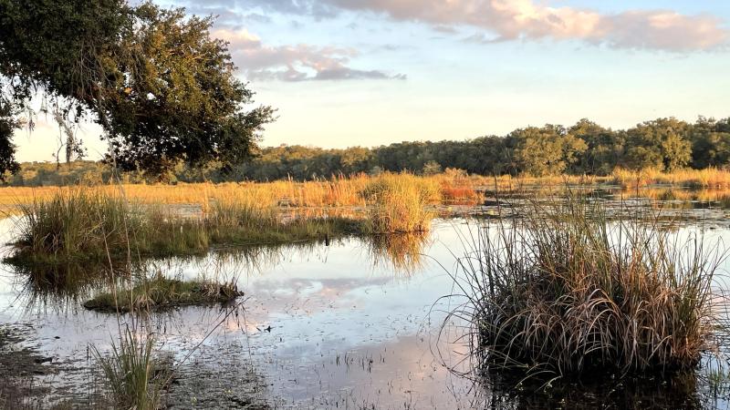 A shallow marshy lake at sunset with clumps of watergrasses. 