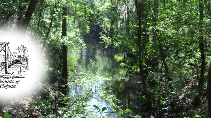 A river seen through a forest with dappled sunlight. 