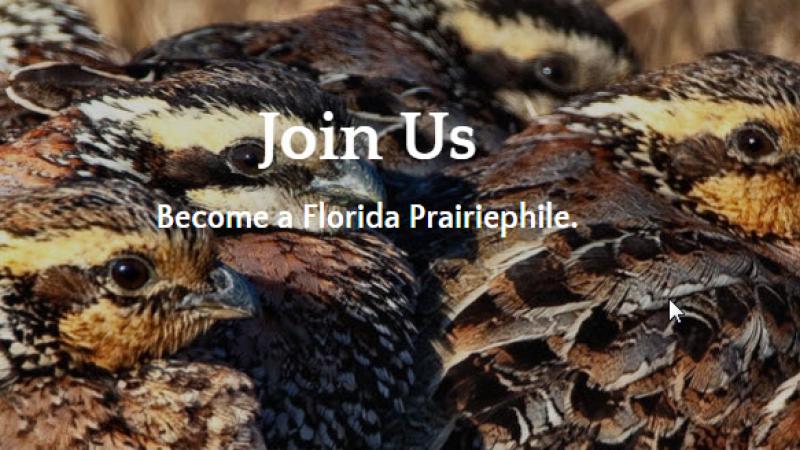 Friends of Kissimmee Prairie