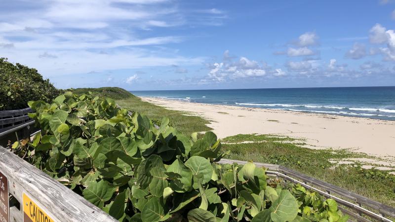 Seagrapes line the beach.