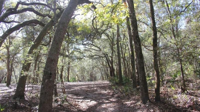 Trail at Gilchrist Blue Springs State Park