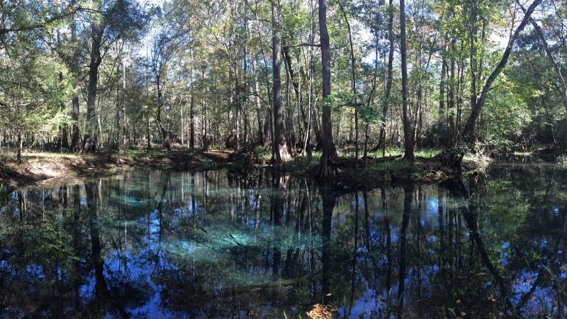 Naked spring at Gilchrist Blue State Park with forest in the background