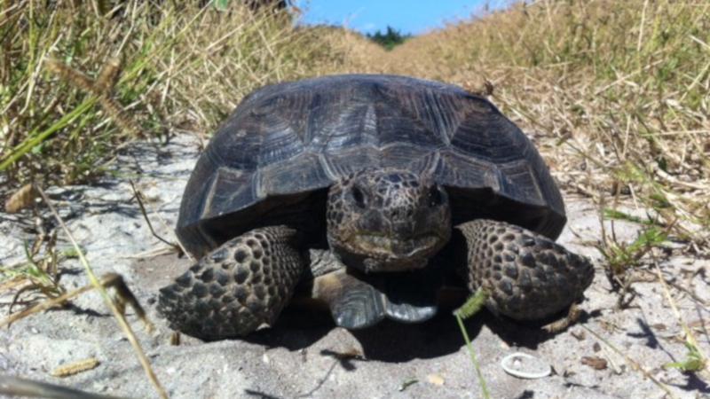 Gopher Tortoise