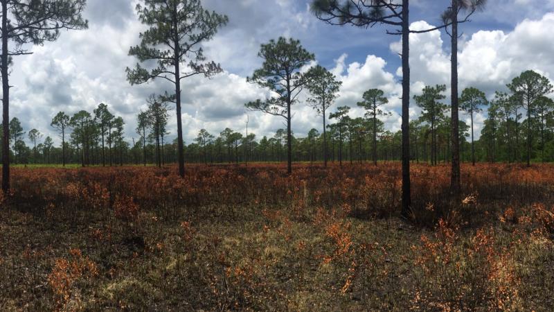 Burnt cutthroat grass can be seen low to the ground with tall pine trees in this distance.